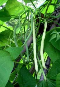 Is There a Practical, Organic Way to Counteract Excess Nitrogen in My Garden Soil? Image